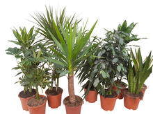 Grønne planter mix 19 cm